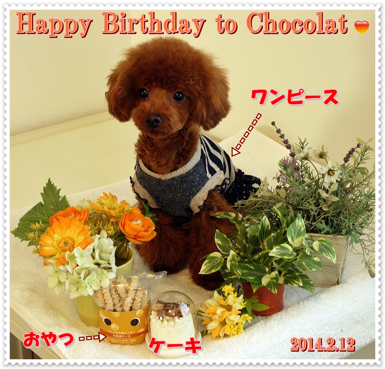 お誕生日会 と 犬用お誕生日ケーキ ちびぷーショコラと一緒