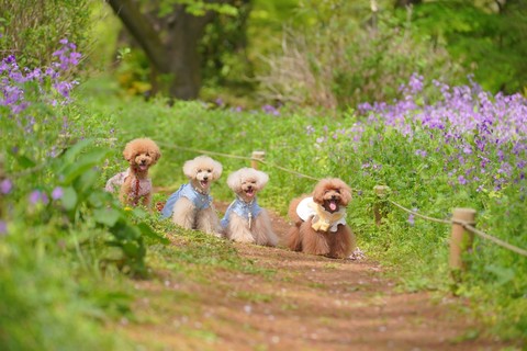 2022-4-13昭和記念公園_220506_3.jpg