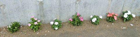 CIMG4642-1.JPG