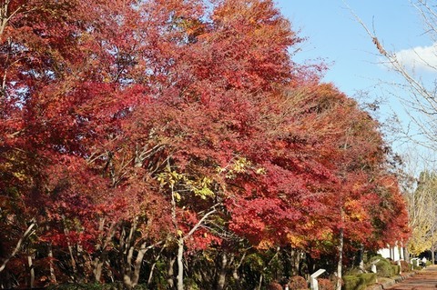 DSC05930-2.JPG