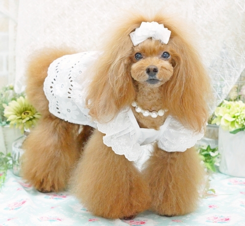 DSC08529-2.JPG