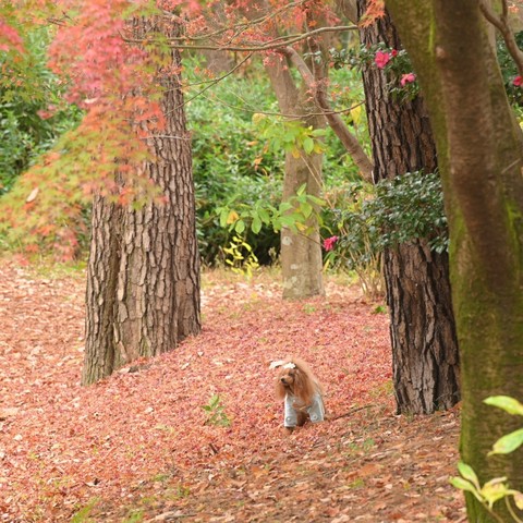 昭和記念公園みゆき_210106_0.jpg