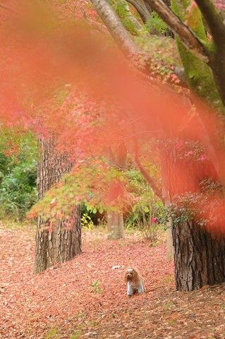 昭和記念公園みゆき_210106_1.jpg