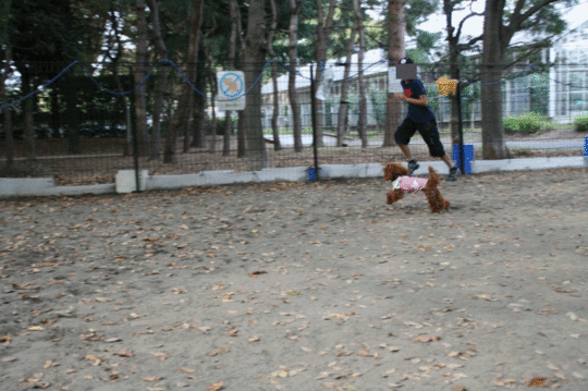 anigif.gif